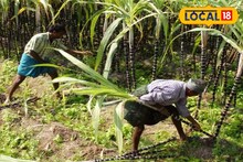 Sugercane Profit : অন্যদের যখন চোখে জল, তখন এই চাষিদের মুখে চওড়া হাসি! আখ চাষের লাভ জানলে বলবেন 'টাকার গাছ'