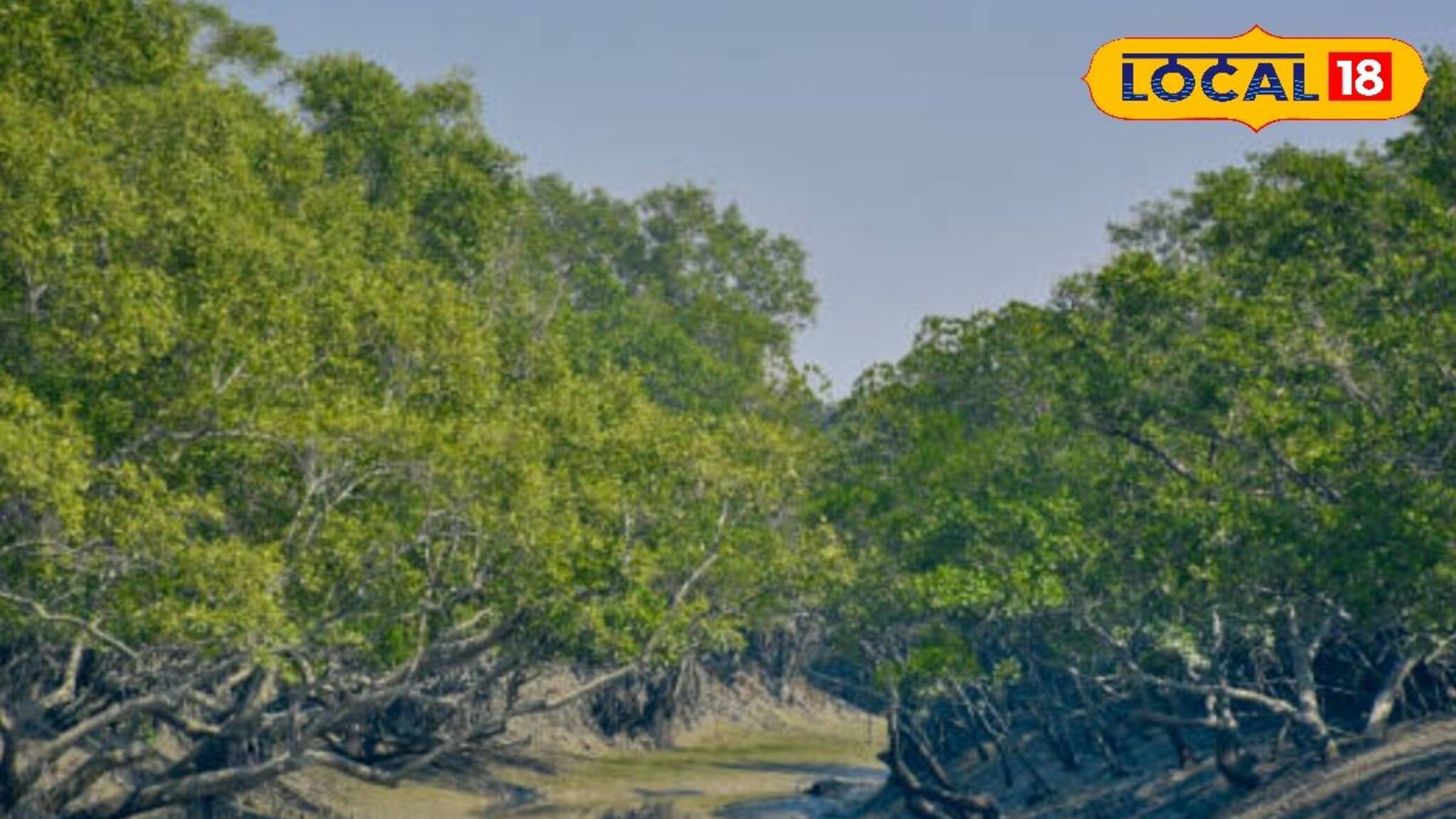 শুধু রয়েল বেঙ্গল টাইগার নয়, সুন্দবনের গর্ব ছিল আরও এক প্রাণী! কিন্তু আজ ইতিহাস