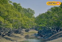 Sundarban : শুধু রয়েল বেঙ্গল টাইগার নয়, একসময় সুন্দবনের গর্ব ছিল বিরল 'এই' বিশাল প্রাণী! কিন্তু আজ ইতিহাস, জানেন কী?