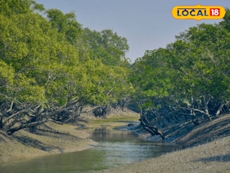 শুধু রয়েল বেঙ্গল টাইগার নয়, সুন্দবনের গর্ব ছিল আরও এক প্রাণী! কিন্তু আজ ইতিহাস