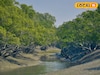 শুধু রয়েল বেঙ্গল টাইগার নয়, সুন্দবনের গর্ব ছিল আরও এক প্রাণী! কিন্তু আজ ইতিহাস
