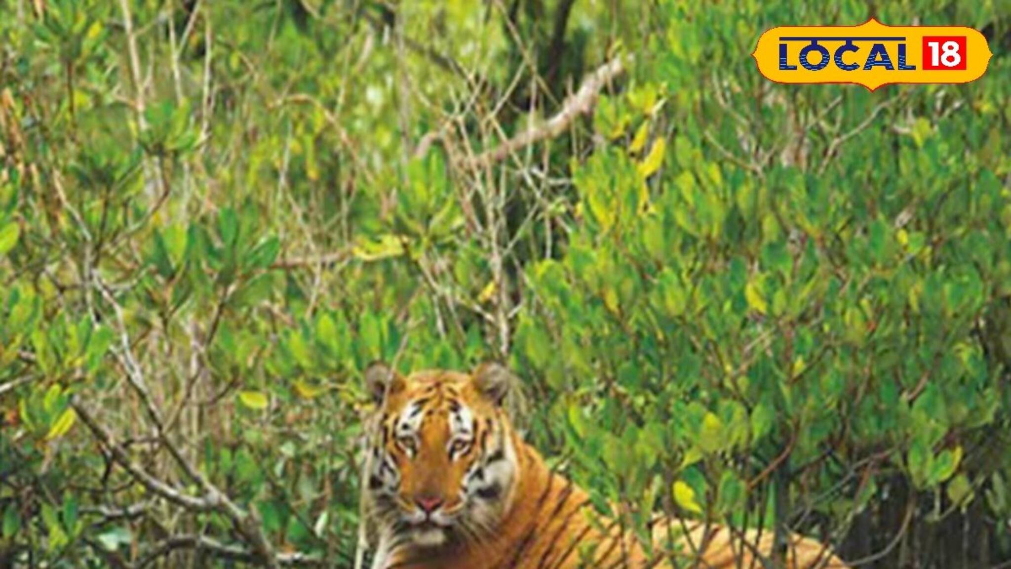 Sundarban Unknown History: সুন্দরবনের নাম 'সুন্দরবন' হল কীভাবে? রয়েছে নানা মত! তবে সেসব অধিকাংশেরই অজানা