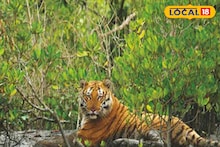 Sundarban Unknown History: সুন্দরবনের নাম 'সুন্দরবন' হল কীভাবে? রয়েছে নানা মত! তবে সেসব অধিকাংশেরই অজানা