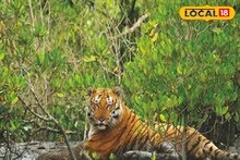 সুন্দরবনের নাম 'সুন্দরবন' হল কীভাবে? রয়েছে নানা মত! তবে সেসব অধিকাংশেরই অজানা