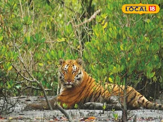 সুন্দরবনের নাম 'সুন্দরবন' হল কীভাবে? রয়েছে নানা মত! তবে সেসব অধিকাংশেরই অজানা