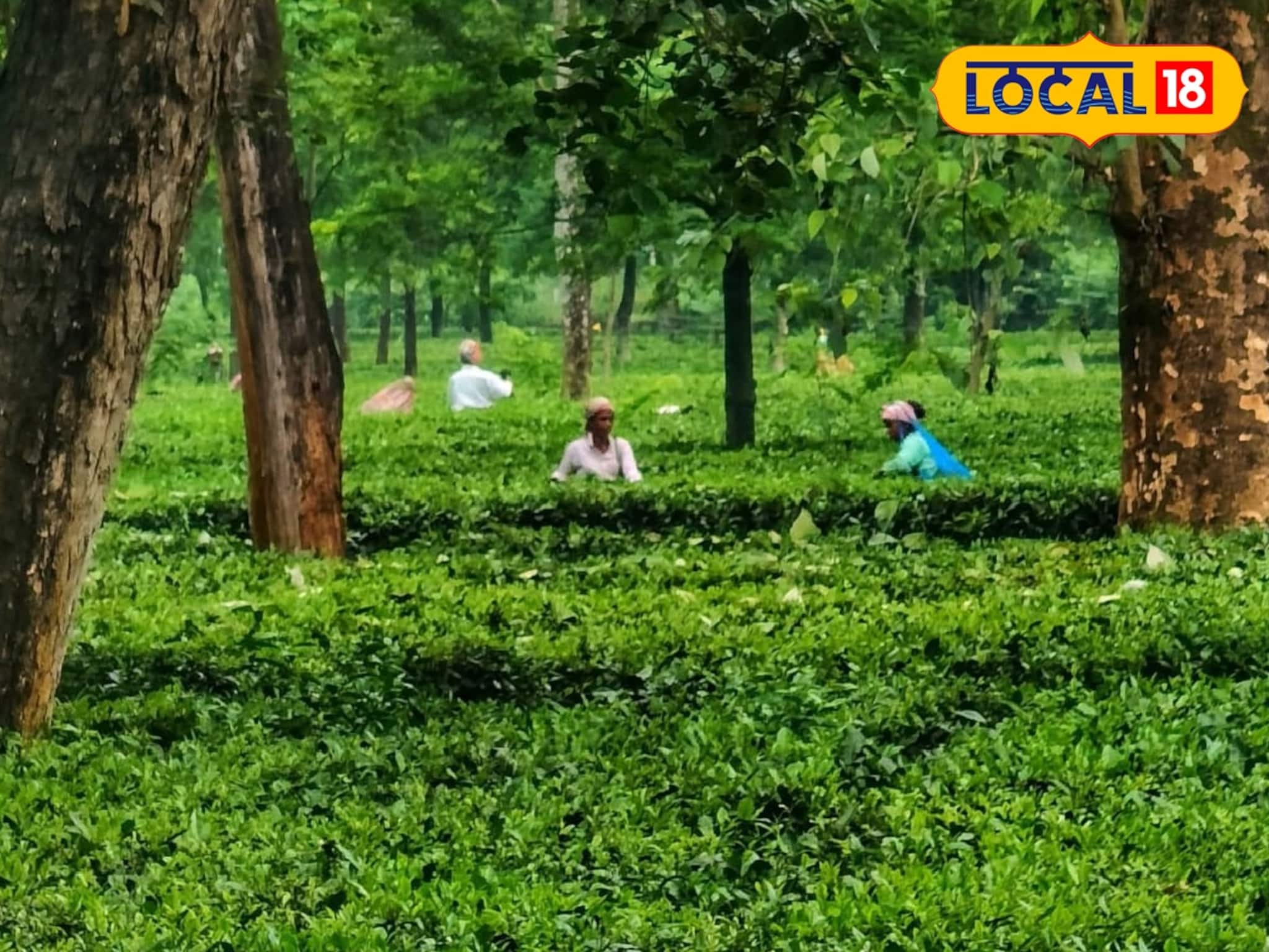 চা বাগানে ওটা কী! দেখেই চমকে উঠলেন শ্রমিকরা! চাঞ্চল্যের পাশাপাশি আতঙ্ক বাড়ছে এলাকায়