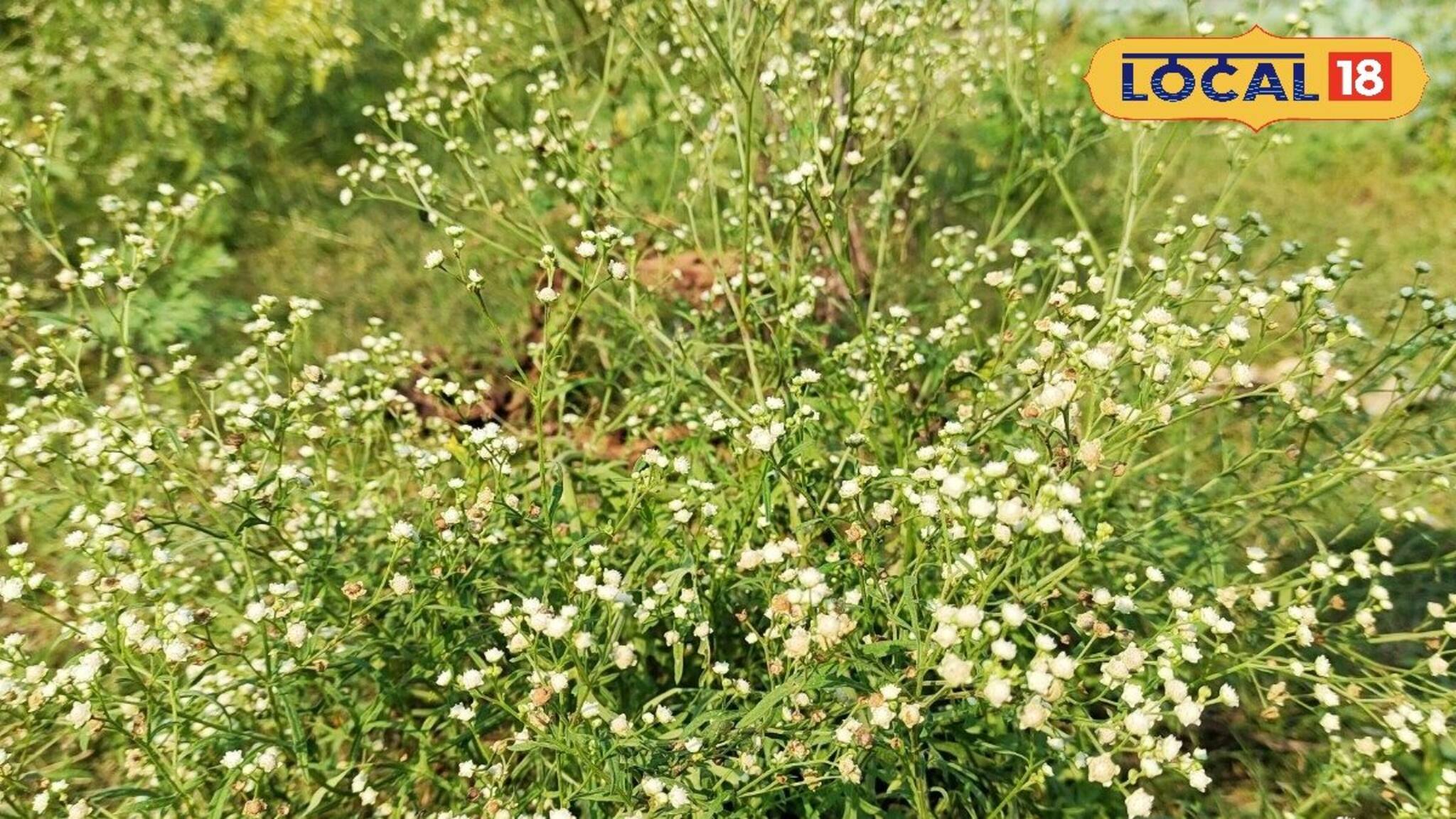 মুখে ঘা, হাঁপানি, যকৃতে পচন...! অজান্তেই 'এই' আগাছা মারাত্মক ক্ষতি করছে আপনার