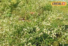 Agriculture Tips: আপনার অজান্তেই 'এই' আগাছা ধ্বংস করছে ফসল, জটিল রোগের হাতছানি! দ্রুত ছেঁটে না ফেললে মহাবিপদ, সহজ দুটি উপায়ে মিলবে মুক্তি