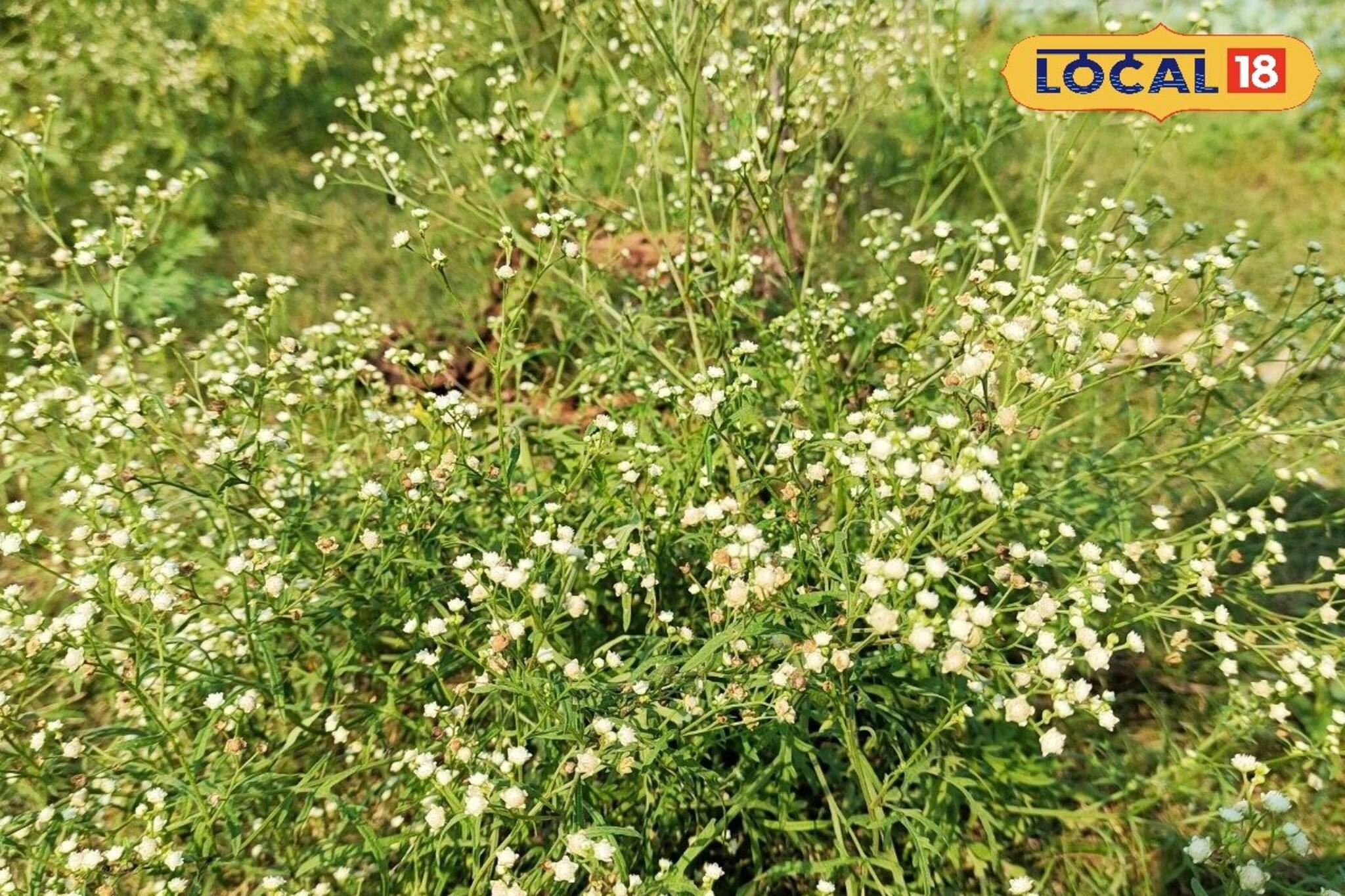 Agriculture Tips: আপনার অজান্তেই 'এই' আগাছা ধ্বংস করছে ফসল, জটিল রোগের হাতছানি! দ্রুত ছেঁটে না ফেললে মহাবিপদ, সহজ দুটি উপায়ে মিলবে মুক্তি