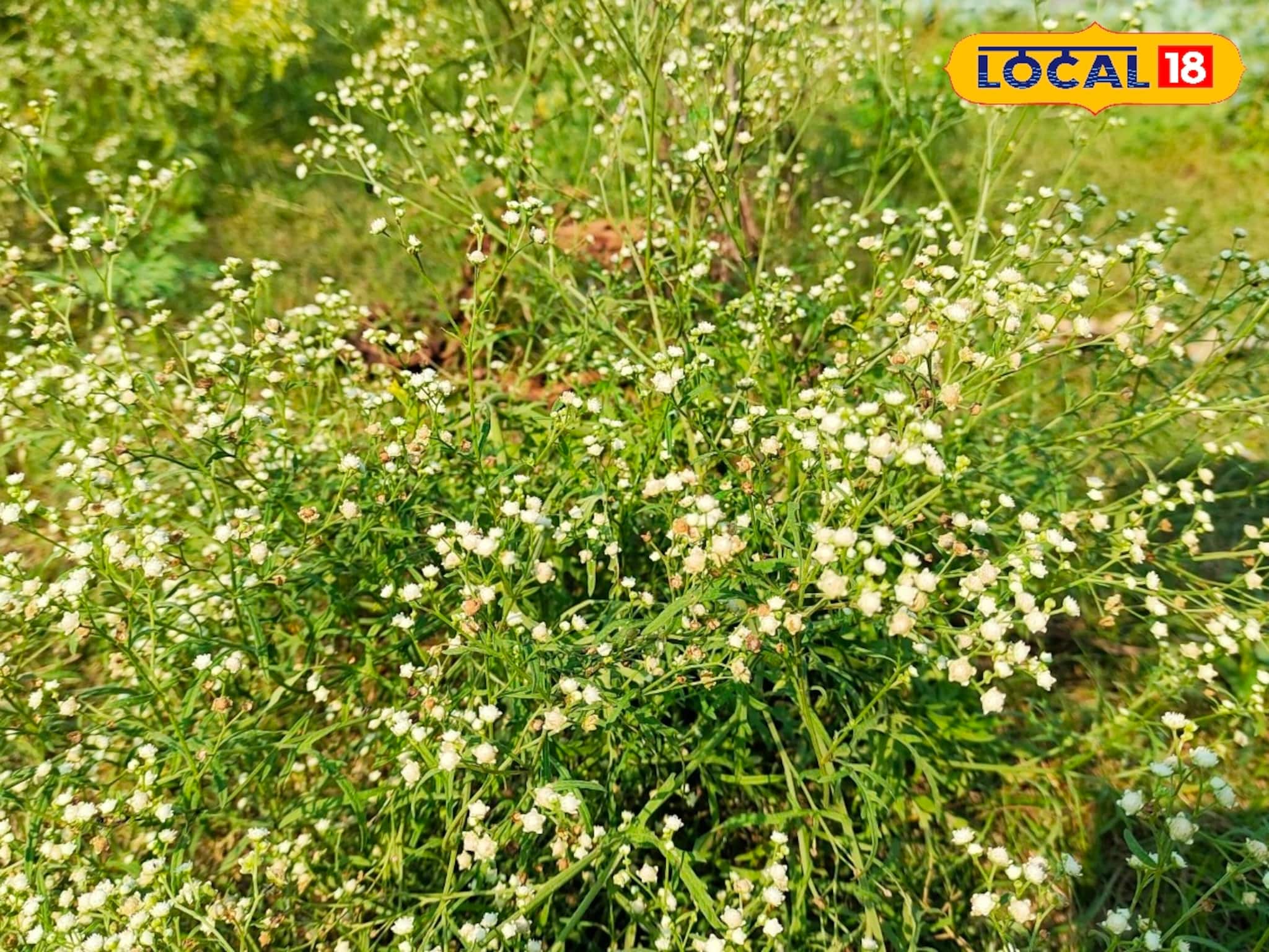 মুখে ঘা, হাঁপানি, যকৃতে পচন...! অজান্তেই 'এই' আগাছা মারাত্মক ক্ষতি করছে আপনার