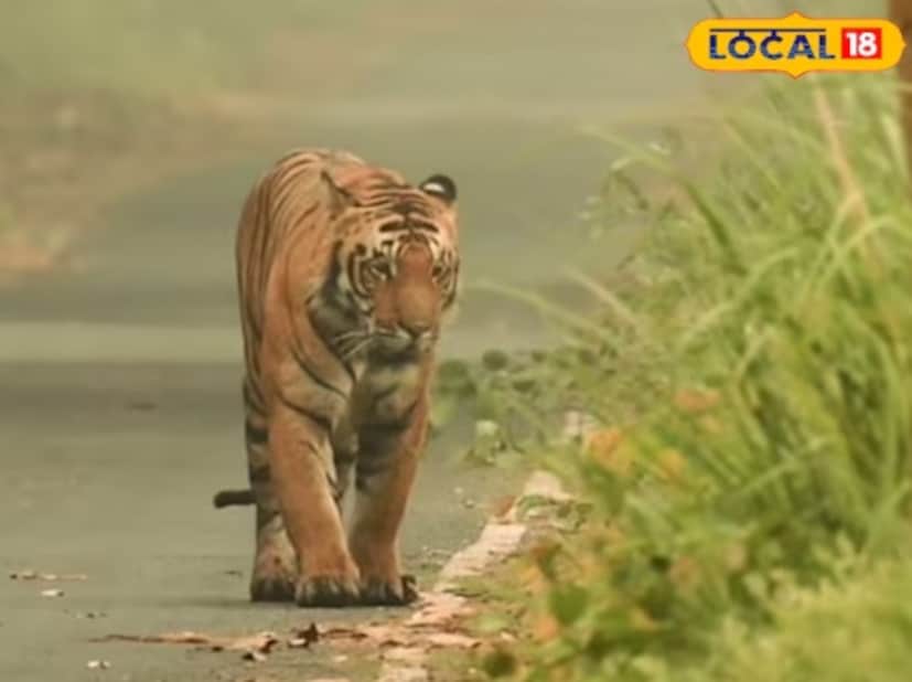 বিশ্বখ্যাত পিলিভিট টাইগার রিজার্ভে নতুন পর্যটন মরশুম শুরু হতে আর মাত্র কয়েকদিন বাকি। উল্লেখ্য যে পিলিভিট টাইগার রিজার্ভের পর্যটন মরশুম ১ নভেম্বর, ২০২৫ থেকে শুরু হতে চলেছে। ব্যবস্থাপনার জন্য উত্তরপ্রদেশের সমস্ত ব্যাঘ্র সংরক্ষণাগারে উইকলি অফ কার্যকর করা হচ্ছে। তার ফলে যাঁরা ভ্রমণে আগ্রহী তাঁরা পরিকল্পনা শুরু করে দিয়েছেন। পিটিআর-এ জঙ্গলে হাঁটার আনন্দ একেবারে অন্যরকম, ঘন শাল বনের মধ্যে লুকিয়ে থাকা এমন একটি অনন্য স্থান অন্য কোথাও দেখতে পাওয়া যাবে না। বিশ্বখ্যাত পিলিভিট টাইগার রিজার্ভে নতুন পর্যটন মরশুম শুরু হতে আর মাত্র কয়েকদিন বাকি। উল্লেখ্য যে পিলিভিট টাইগার রিজার্ভের পর্যটন মরশুম ১ নভেম্বর, ২০২৫ থেকে শুরু হতে চলেছে। ব্যবস্থাপনার জন্য উত্তরপ্রদেশের সমস্ত ব্যাঘ্র সংরক্ষণাগারে উইকলি অফ কার্যকর করা হচ্ছে। তার ফলে যাঁরা ভ্রমণে আগ্রহী তাঁরা পরিকল্পনা শুরু করে দিয়েছেন। পিটিআর-এ জঙ্গলে হাঁটার আনন্দ একেবারে অন্যরকম, ঘন শাল বনের মধ্যে লুকিয়ে থাকা এমন একটি অনন্য স্থান অন্য কোথাও দেখতে পাওয়া যাবে না।
