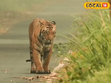 পিলিভিট টাইগার রিজার্ভ ঘুরতে যাচ্ছেন?এই জায়গাগুলো অবশ্যই ঘুরুন,না হলে অসম্পূর্ণ হবে যাত্রা পিলিভিট টাইগার রিজার্ভ ঘুরতে যাচ্ছেন?এই জায়গাগুলো অবশ্যই ঘুরুন,না হলে অসম্পূর্ণ হবে যাত্রা