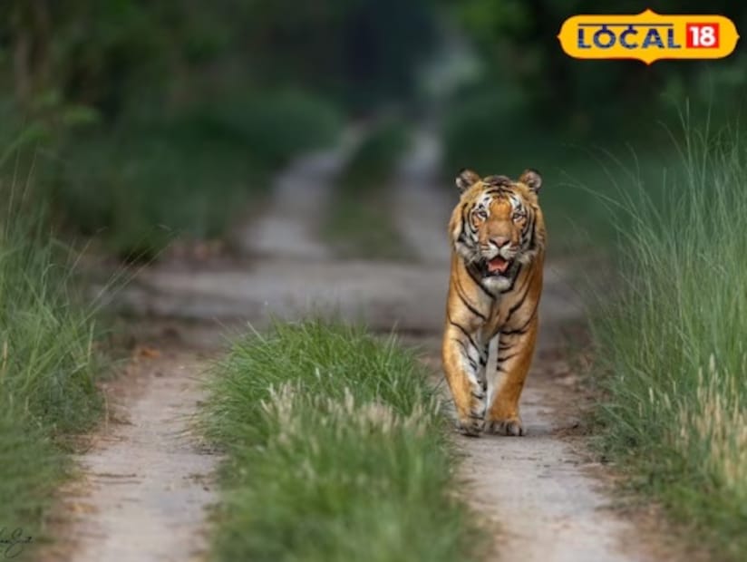 বন্যপ্রাণী দেখার জন্য এই দুটি রেঞ্জের মধ্যে সাফারি রুটও স্থাপন করা হয়েছে। টাইগার রিজার্ভ প্রশাসন উভয় রেঞ্জেই পর্যটন কেন্দ্র তৈরি করেছে। সপ্ত সরোবরের কথা বলতে গেলে এটি পিটিআর সাফারি রুটের সবচেয়ে সুন্দর স্থানগুলির মধ্যে একটি।