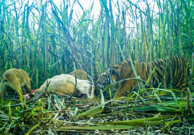 প্রায়শই সেখানে থাকতে ইচ্ছুক পর্যটকদের হতাশ হয়ে ফিরে যেতে হয়। তবে এখন বনের মাঝখানে ক্যাম্পিং উপভোগ করতে আগ্রহী পর্যটকদের জন্য কিছু সুখবর রয়েছে। পিলিভিট টাইগার রিজার্ভে আসা দর্শনার্থীরা টাইগার রিজার্ভের বারাহি রেঞ্জে অবস্থিত সপ্ত সরোবরেও থাকতে পারবেন।