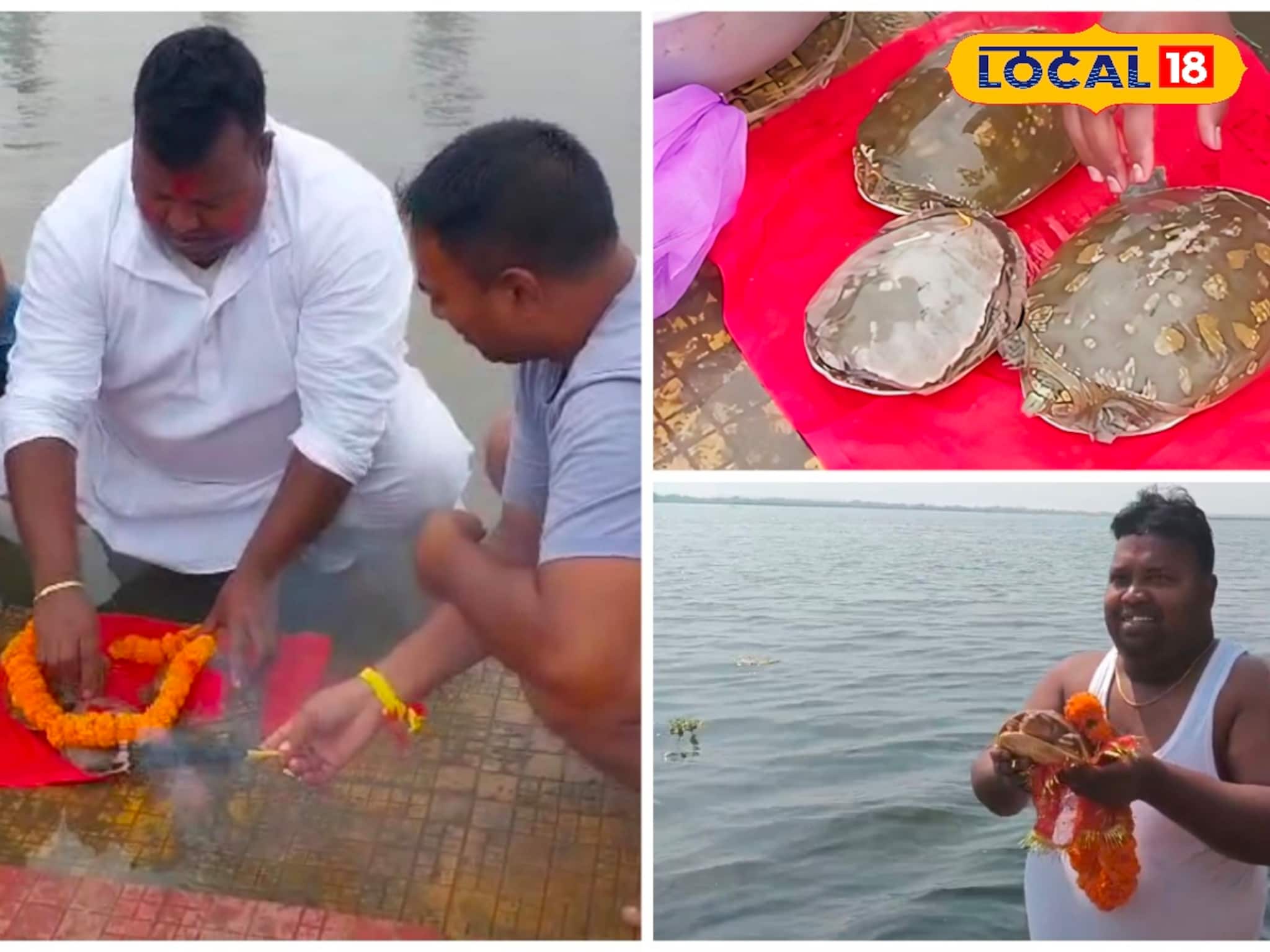 মাছের কারবারি, অথচ কচ্ছপ বাঁচাতে জলের মতো খরচ করছেন গাঁটের কড়ি! চিনে রাখুন...