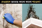 বাথরুমে, রান্নাঘরের দেওয়ালে জমেছে কালো কালো শ‍্যাওলা! এই জিনিসেই ম‍্যাজিকের মতো গায়েব