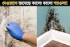 বাথরুমে, রান্নাঘরের দেওয়ালে জমেছে কালো কালো শ‍্যাওলা! এই জিনিসেই ম‍্যাজিকের মতো গায়েব