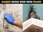বাথরুমে, রান্নাঘরের দেওয়ালে জমেছে কালো কালো শ‍্যাওলা! এই জিনিসেই ম‍্যাজিকের মতো গায়েব