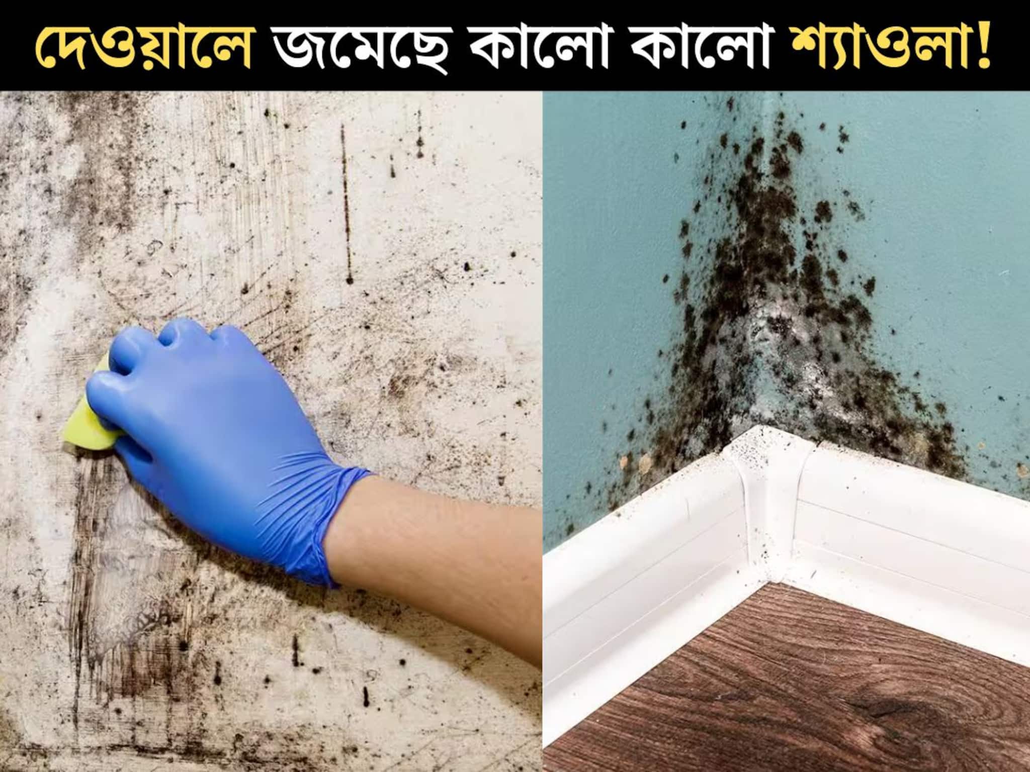 Wall: বাড়ির বাইরে, বাথরুম, রান্নাঘরের দেওয়ালে জমেছে কালো কালো শ‍্যাওলা, ফাঙ্গাস! বড় ক্ষতি, এই ১ টি জিনিসেই ম‍্যাজিকের মতো হবে গায়েব