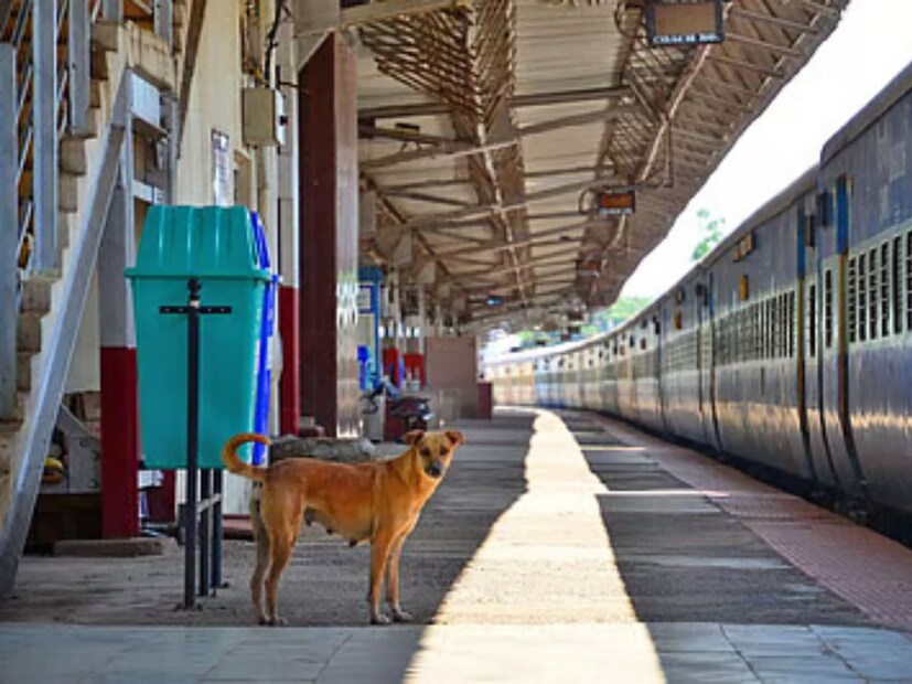 কমেন্ট সেকশনে, অনেকেই ভারতীয় রেলওয়ে এবং কেন্দ্রীয় রেলমন্ত্রী অশ্বিনী বৈষ্ণবকে ট্যাগ করেছেন এবং তাঁর হস্তক্ষেপ দাবি করেছেন। সোশ্যাল মিডিয়া ব্যবহারকারীরা আধিকারিকদের কাছে টিকিট কালেক্টরকে দায়িত্ব থেকে বরখাস্ত করার এবং এমনকি বয়স্ক যাত্রীর প্রতি তাঁর আচরণের জন্য তাকে জেলে পাঠানোর দাবি জানিয়েছেন।