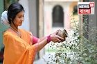 শীতকালেও শুকবে না তুলসী, গোড়ার কাছে করতে হবে সামান্য কাজ! কচি পাতায় ভরে থাকবে গোটা সময়