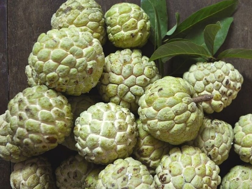 এর উপকারিতা অসংখ্য:আতায় থাকে ফাইবার এবং আয়রন ৷ যা পাকস্থলীর জন্য ভাল। দুধ এবং আতার এই মিশ্রণ একটি স্বাস্থ্যকর মিষ্টি , যা সুস্বাদু এবং পুষ্টিকর উভয়ই।
ছোট ছোট জিনিস যা খুবই কার্যকর -
- শুধুমাত্র ঠান্ডা দুধে কাস্টার্ড আপেলের পাল্প মেশান
- বীজ বের করার সময় চপার ব্যবহার করুন 
- এই মিষ্টি আগে থেকে তৈরি করে ফ্রিজে রাখা সহজ
