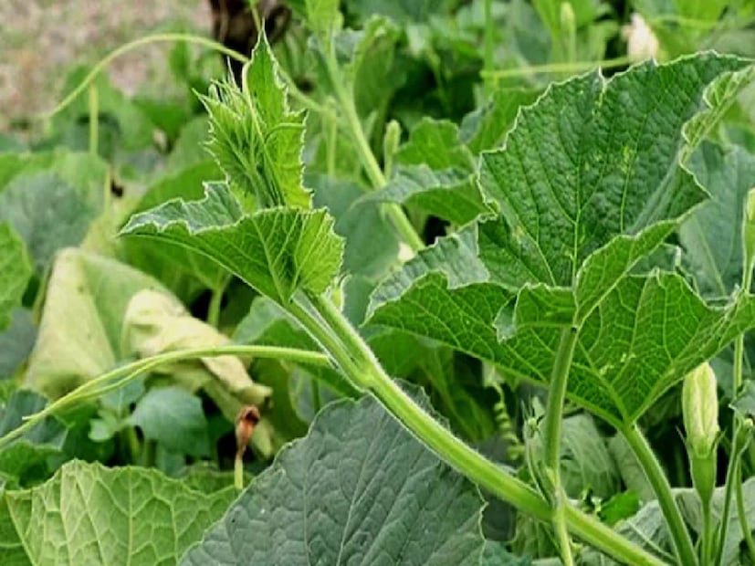 রোজ লাউ খেলে মেটাবলিজম বাড়ে, সেই সঙ্গে কমে ওজনও। তবে শুধু লাউ নয়, এই গাছের কোনও কিছুই ফেলা যায় না। লাউডাঁটা থেকে লাউ শাক সবটাই কাজে লাগানো হয়। লাউ পাতায় মোড়া চিংড়ি আর ইলিশ খুব পুরনো বাঙালি পদ। (Disclaimer: এই প্রতিবেদনটি কেবলমাত্র সাধারণ তথ্যের জন্য, তাই বিস্তারিত জানতে হলে সর্বদা বিশেষজ্ঞের পরামর্শ নিন।)