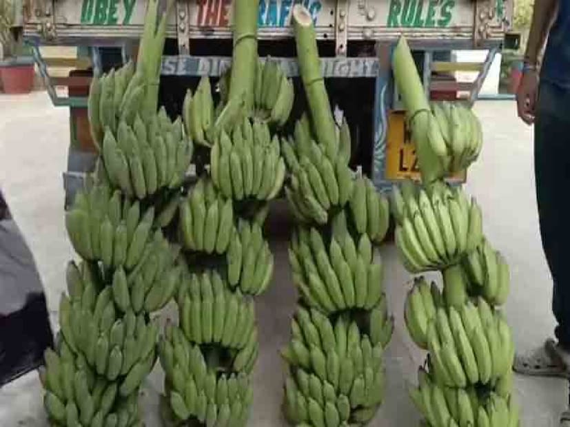 এই কলা গাছটি স্থানীয়ভাবে পরিচিত ‘হাজারি কলা গাছ’ নামে। মূলত ব্যাঙ্গালোরের একটি বিশেষ প্রজাতির কলা এটি। নিরঞ্জনবাবুর কথায়, কলা ফলন শুরু হওয়ার পর থেকে বিগত আট মাস ধরে কাঁদিটি আরও বড় হচ্ছে। প্রায় এক বছর আগে তিনি চারা লাগিয়েছিলেন। এখন সেই গাছই হয়ে উঠেছে মানুষের কৌতূহলের কেন্দ্রবিন্দু।