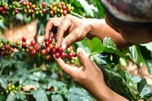 কফি খান কফির বাগানে বসে! এবারের শীতে ঘুরে আসুন চিকমগলুর, এতটা সবুজ বোধহয় দেখেননি আপনি!