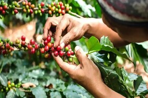 কফি খান কফির বাগানে বসে! এবারের শীতে ঘুরে আসুন চিকমগলুর, এতটা সবুজ বোধহয় দেখেননি আপনি!