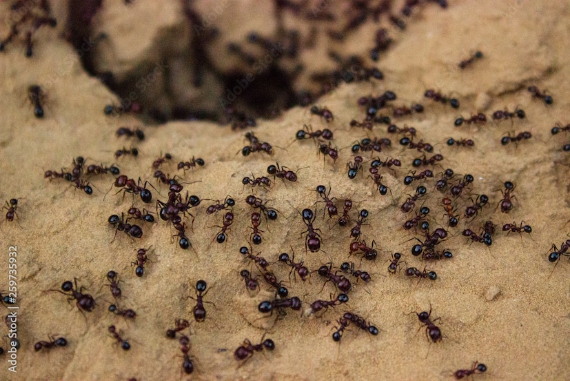 পিঁপড়ে তাড়াতে ফিটকিরি কার্যকর:সামান্য ফিটকিরি পিষে হলুদ গুঁড়োর সঙ্গে মিশিয়ে নিন। এই গুঁড়ো জলের সঙ্গে মিশিয়ে ঘরের যেসব জায়গায় পিঁপড়ে দেখা যাচ্ছে সেখানে এই মিশ্রণটি স্প্রে করুন। স্প্রে করার পর, পিঁপড়ের দল দ্রুত পালিয়ে যাবে এবং আর সহজে ধারে খাচ্ছে ঘেঁষবে না। ঘরের কোণে এবং রান্নাঘরে আস্ত ফটকিরির টুকরোও রাখতে পারেন। এটিও উপকারী হবে।