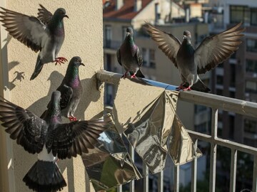 আপনার ফ্ল্যাটের বারান্দায় পায়রার উপদ্রব! প্রাকৃতিক উপায়ে এখনই মুশকিল আসান...শিখুন সহজ কৌশল