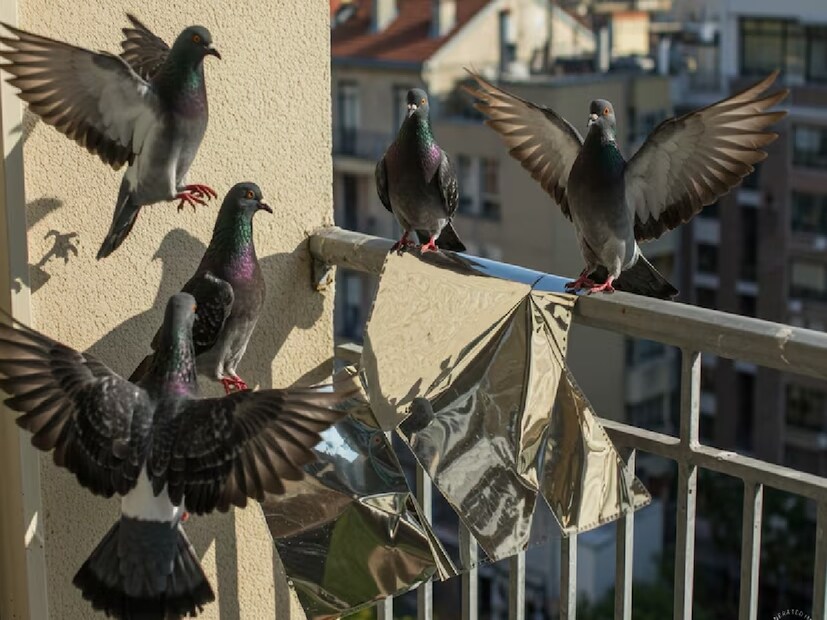 শহরে ফ্ল্যাটে থাকলে বারান্দায় পায়রার বসা, বাসা বাঁধা এবং বিষ্ঠার সমস্যা অত্যন্ত পরিচিত। কয়েকটি সহজ, প্রাকৃতিক কৌশল ব্যবহার করলে পাখিদের কোনও ক্ষতি না করেই দূরে রাখা যায়। জেনে নিলে সুবিধে হবে আপনারই। 