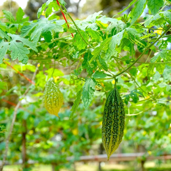 ৭. আরও একটি দুর্দান্ত উপায় আছে। আপনি করলা পাতা পিষে জলে মিশিয়ে নিতে পারেন, অথবা রসুনের রস জলে মিশিয়ে দ্রবণ তৈরি করতে পারেন। এই দ্রবণটি একটি স্প্রে বোতলে ঢেলে আপনার বাড়ির চারপাশে স্প্রে করুন। এতে সাপ দূরে থাকবে।