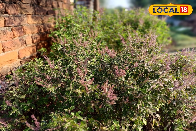 *ভরতপুরের তুলসী গাছটি কেবল ধর্মীয়ভাবেই সম্মানিত নয়, পরিবেশ ও স্বাস্থ্য উভয়ের জন্যই উপকারী বলে বিবেচিত হয়। এখন, তুলসী গাছকে সবুজ ও সুস্থ রাখার জন্য একটি নতুন ঘরোয়া প্রতিকার বাগান প্রেমীদের মধ্যে জনপ্রিয়তা পাচ্ছে। ইপসম লবণের ব্যবহার উদ্ভিদের ম্যাগনেসিয়াম এবং সালফারের একটি মূল উপাদান, যা উদ্ভিদের বৃদ্ধি এবং রোগ প্রতিরোধ ক্ষমতা বৃদ্ধিতে অত্যন্ত সহায়ক।