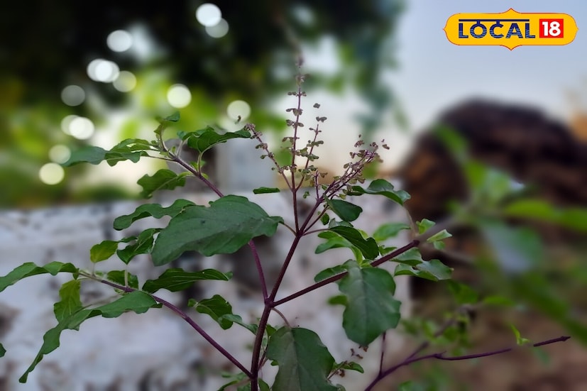 *উদ্যান বিশেষজ্ঞ মুকুট ব্যাখ্যা করেছেন, ইপসম লবণের ম্যাগনেসিয়াম গাছগুলিকে ক্লোরোফিল তৈরি করতে সাহায্য করে, যা তুলসী পাতাকে গভীর সবুজ এবং প্রাণবন্ত দেখায়। সালফার গাছের শিকড়কে শক্তিশালী করে এবং নতুন অঙ্কুরের বৃদ্ধিকে উৎসাহিত করে।