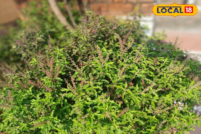 *নিয়মিত ব্যবহার করলে, তুলসী গাছ কেবল ঘন হবে না বরং আরও ফুল এবং বীজও উৎপাদন করবে। ইপসম লবণের সঠিক ব্যবহার তুলসী গাছের অসংখ্য উপকারিতা প্রদান করে, যার মধ্যে রয়েছে পাতাগুলিকে আরও সতেজ এবং উজ্জ্বল করা এবং গাছের শিকড় এবং নতুন অঙ্কুরের বৃদ্ধি ত্বরান্বিত করা। এটি ফুল এবং বীজ উৎপাদন বৃদ্ধি করে এবং কিছু সাধারণ কীটপতঙ্গ এবং ছত্রাককে দূরে রাখতে সাহায্য করে।