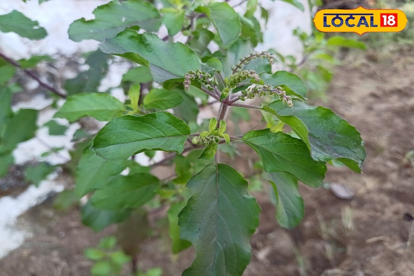 *ইপসম লবণ দুটি উপায়ে তুলসীর উপরও ব্যবহার করা যেতে পারে। প্রথমত, এক লিটার জলে প্রায় এক চা চামচ ইপসম লবণ গুলে নিন। প্রতি ১৫ থেকে ২০ দিন অন্তর এই মিশ্রণটি তুলসী পাতায় হালকাভাবে স্প্রে করুন। নিশ্চিত করুন, পাতাগুলি শুকিয়ে গিয়েছে এবং দুপুরের প্রখর রোদে স্প্রে করবেন না। উপরন্তু, পাত্রের মাটিতে ১ থেকে ২ চা চামচ ইপসম লবণ যোগ করুন।