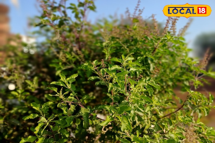 *এরপর, জল দিন। এটি গাছের শিকড়কে পুষ্টি শোষণ করতে এবং দক্ষতার সাথে বৃদ্ধি পেতে সাহায্য করবে। সতর্কতা অবলম্বন করাও গুরুত্বপূর্ণ, কারণ অতিরিক্ত পরিমাণে ইপসম লবণ গাছের ক্ষতি করতে পারে। মাসে একবার বা দু'বারের বেশি এটি প্রয়োগ করবেন না, অতিরিক্ত ব্যবহার মাটিরও ক্ষতি করতে পারে।