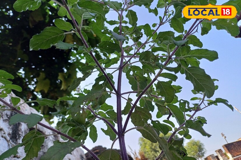 *তাই, সঠিক পদ্ধতি ব্যবহার করুন। নিয়মিত ইপসম লবণ ব্যবহার করলে তুলসী গাছ আরও সুগন্ধি, স্বাস্থ্যকর এবং ঘন হয়। অতএব, আপনি যদি আপনার বাড়ির তুলসী গাছটিকে সবুজ এবং ঘন করতে চান, তাহলে এই পদ্ধতিটি গ্রহণ করুন যাতে আপনার গাছ সবুজ এবং সুন্দর হয়।