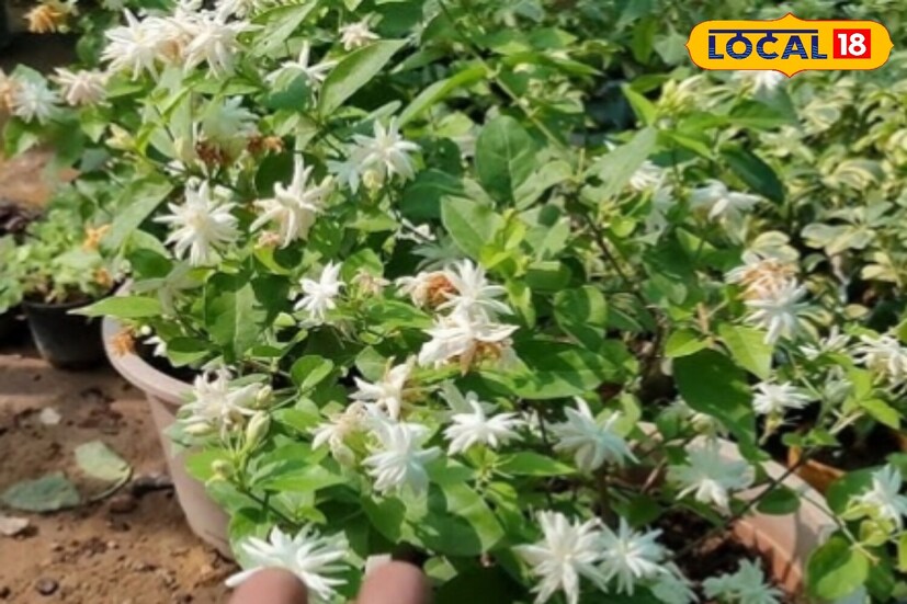 প্রথম ধাপ হল পাতা ছাঁটাই করা। ছোট, দুর্বল এবং হলুদ পাতা গাছের শক্তি কমিয়ে দেয়, যার ফলে ফুল কম হয়। অতএব, পর্যায়ক্রমে এই পাতাগুলি অপসারণ করা গুরুত্বপূর্ণ। এতে গাছের শক্তি ফুলের উপর কেন্দ্রীভূত হবে এবং কুঁড়ির সংখ্যা ধীরে ধীরে বৃদ্ধি পাবে।