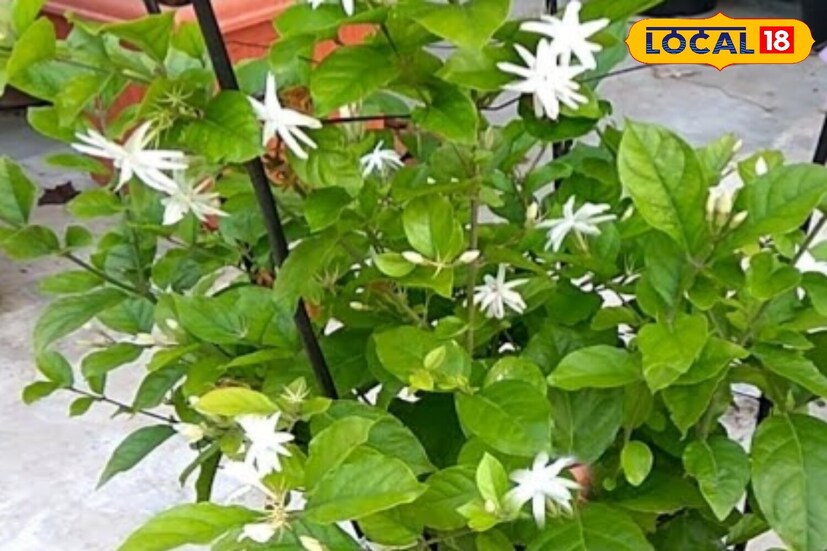 জুঁই গাছ আপনার ঘর এবং বাগানের সৌন্দর্য বৃদ্ধি করে। সবাই চায় তাদের বাগানের গাছটি পাতার চেয়ে বেশি ফুলে ভরে থাকুক। তবে, প্রায়শই এমন হয় যে পাতা প্রচুর থাকে, কিন্তু ফুল কম থাকে।