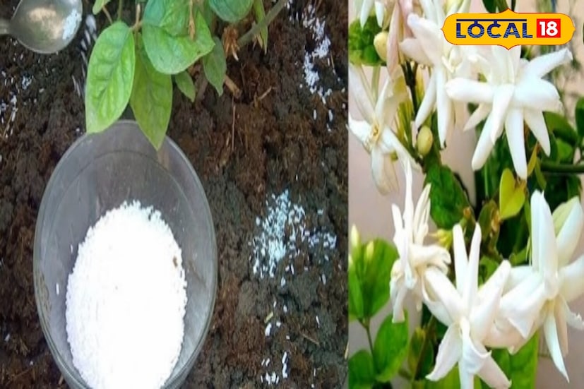 দ্বিতীয় কৌশল স্বরূপ একটি বিশেষ সার ব্যবহার করতে পারেন। শুকনো কলার খোসা ব্যবহার করা অত্যন্ত উপকারী বলে মনে করা হয়। কলার খোসা ছোট ছোট টুকরো করে কেটে শুকিয়ে নিন, অথবা গুঁড়ো করে নিন। তারপর, মাটি চাষের পর, গাছে সেই সার যোগ করুন। প্রতি ১৫-২০ দিন অন্তর এই প্রক্রিয়াটি পুনরাবৃত্তি করুন।