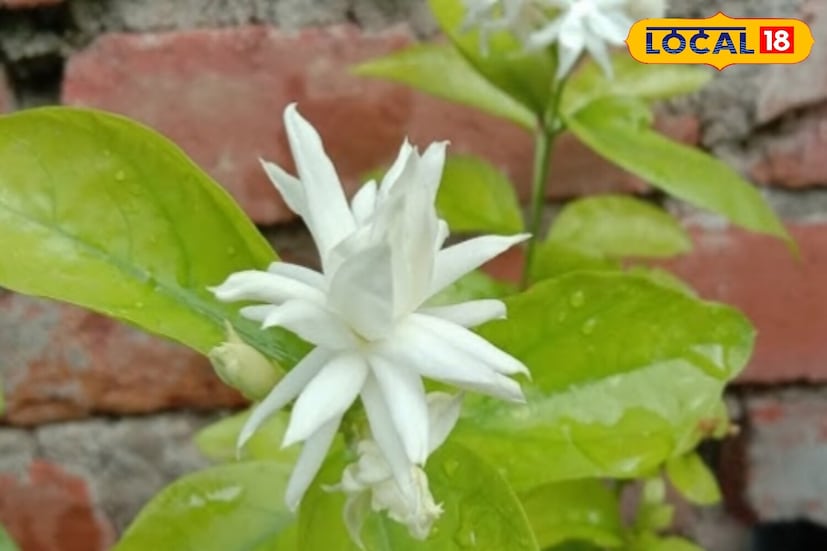 বাগান বিশেষজ্ঞরা বলছেন যে এই দুটি ব্যবস্থা গ্রহণের মাধ্যমে গাছের পাতার উপর ব্যয়িত শক্তি ফুলের উপর প্রবাহিত হবে। কলার খোসা এবং চা পাতা গাছকে পুষ্টি সরবরাহ করে। কয়েক দিনের মধ্যেই, গাছটি ফুলে ভরে যাবে, যা আপনার বাগানের সৌন্দর্য ম্যাজিকের মতো বৃদ্ধি করবে।