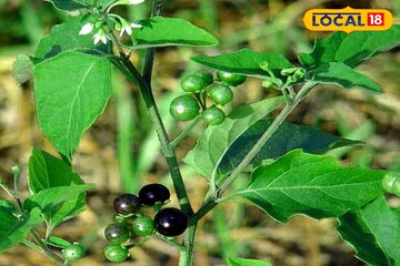 আগাছা ভেবে অবহেলা নয়...! অযত্নের গাছই শুষে নেয় শরীরের সব ব্যথা, বুড়িয়ে যাবেন না অকালে