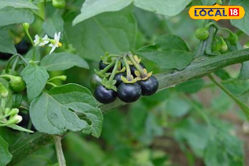 আয়ুর্বেদিক ভেষজ উদ্ভিদের কথা বলতে গেলে, তুলসী, গিলয় বা আমলকির কথা প্রায়শই উল্লেখ করা হয়। তবে, আরও অনেক গাছপালা রয়েছে যা বিভিন্ন রোগের চিকিৎসায় এবং ওষুধ তৈরিতে ব্যবহৃত হয়। জ্ঞানের অভাবের কারণে, আমরা প্রায়শই এগুলিকে আগাছা ভেবে ধ্বংস করি।