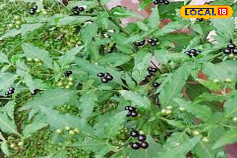 ম্যাকয়  প্রায়শই একটি সাধারণ আগাছা হিসেবে বিবেচিত হয় যা যেকোনও জায়গায় জন্মে। এটি সহজেই বনে দেখা যায়, অন্যদিকে গ্রামাঞ্চলে এর ঝোপঝাড় মাঠের সীমানা বরাবর দেখা যায়। এমনকি শহুরে পার্কগুলিতেও, ফুটপাতের পাশে ঝোপঝাড়ে প্রচুর পরিমাণে  ম্যাকয় জন্মায়।