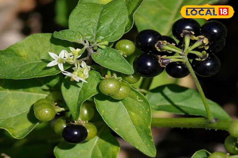 এটি বাত, পিত্ত এবং কফের ভারসাম্য বজায় রাখে। আয়ুর্বেদ অনুসারে, আমাদের শরীরে তিনটি দোষ থাকে: বাত, পিত্ত এবং কফ। যখন এইগুলির যেকোনও একটির ভারসাম্যহীনতা দেখা দেয়, তখন আমরা অসুস্থ হয়ে পড়ি।  যে কারণে এটি ওষুধ হিসেবেও ব্যবহৃত হয়। এটি পুরুষত্ব বৃদ্ধিতে সাহায্য করে এবং এর শিকড় থেকে তৈরি ক্বাথ শরীর থেকে বিষাক্ত পদার্থ দূর করে এবং বার্ধক্য কমিয়ে দেয়।