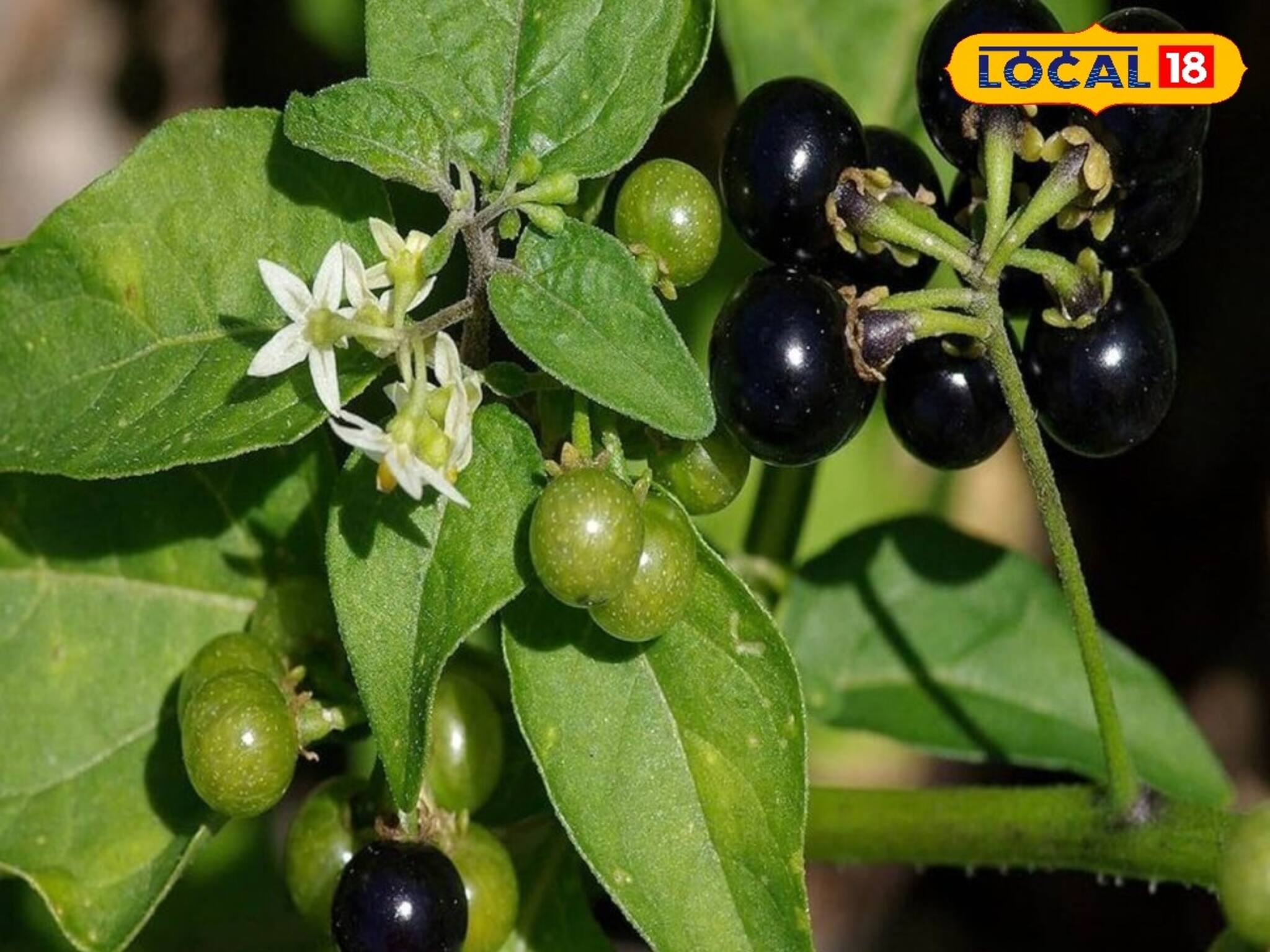 Health Tips: আগাছা ভেবে অবহেলা নয়...! অযত্নের গাছই শুষে নেয় শরীরের সব ব্যথা, বুড়িয়ে যাবেন না অকালে