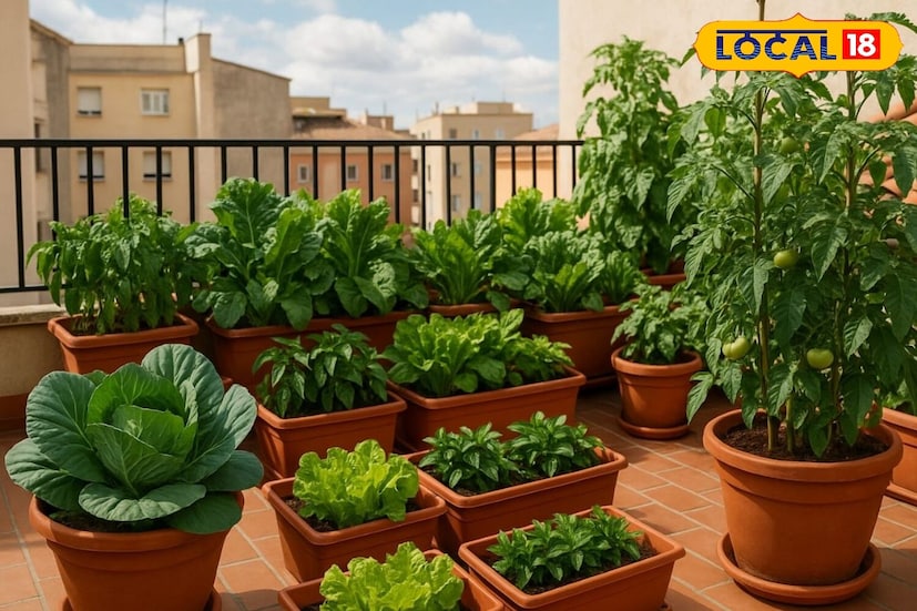 *অনেকেই তাদের ছাদে বা বারান্দায় বাগান করতে পছন্দ করেন। তবে, কিছু মানুষ শীতকালে গাছ লাগাতে চান কিন্তু এই মরশুমের জন্য কীভাবে গাছপালা প্রস্তুত করবেন, তা অনেকেই জানেন না।